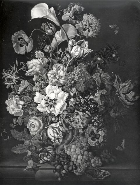 Anonimo — Anonimo fiammingo-olandese sec. XVII/ XVIII - Natura morta con vaso di fiori e farfalle — insieme